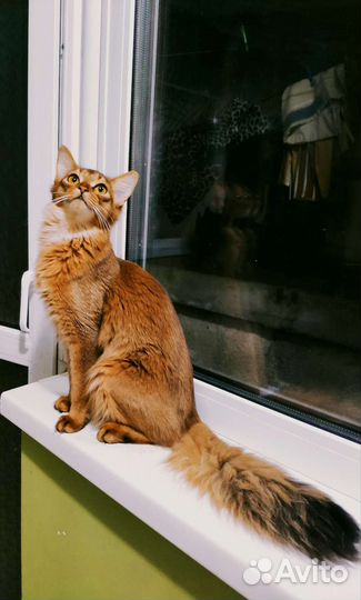 Сомалийская кошечка