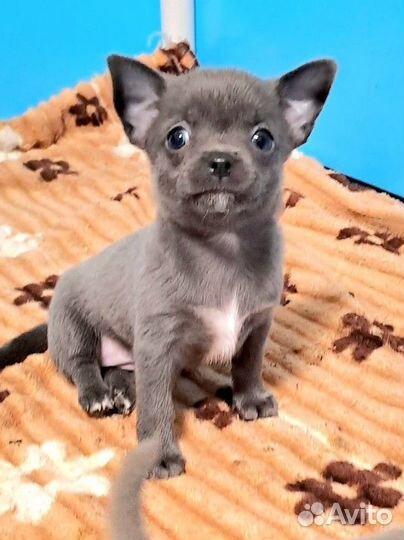 Щенки чихуахуа