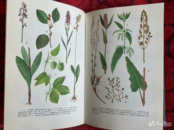 Книга ботанический атлас