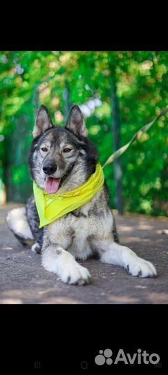 Бывшедомашний пёс в приюте