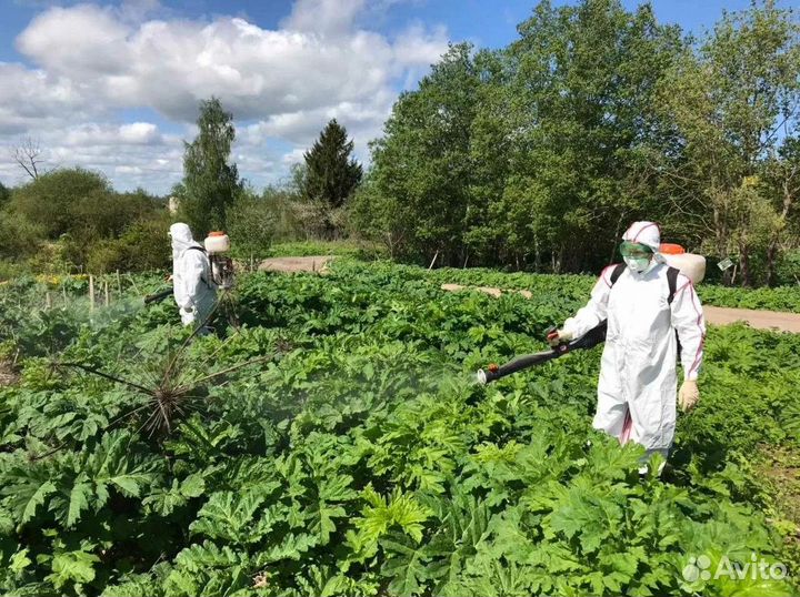 Уничтожение насекомых вывести тараканов