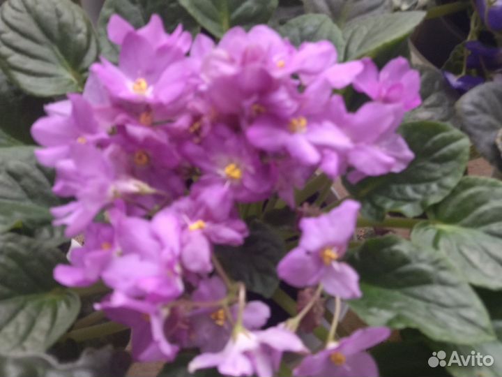 Сортовые фиалки