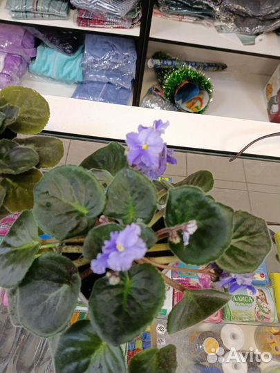 Комнатные растения цветы