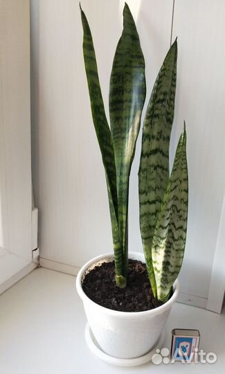 Сансевиерия