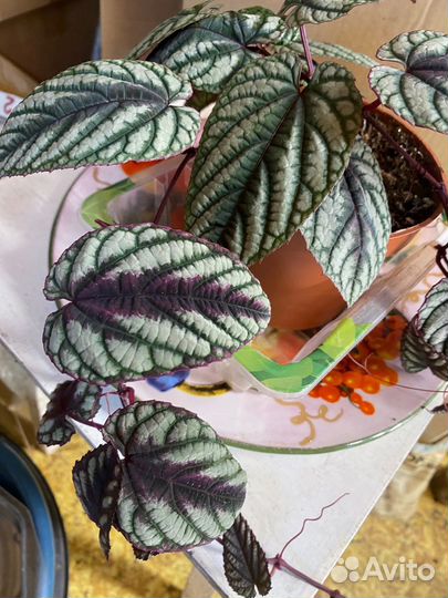 Гинура вариегатная, циссус разноцветный, церопегия