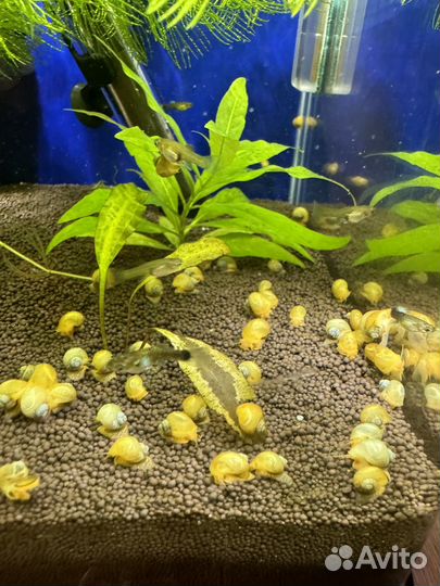 Улитки ампулярии