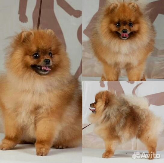 Кобели для вязки