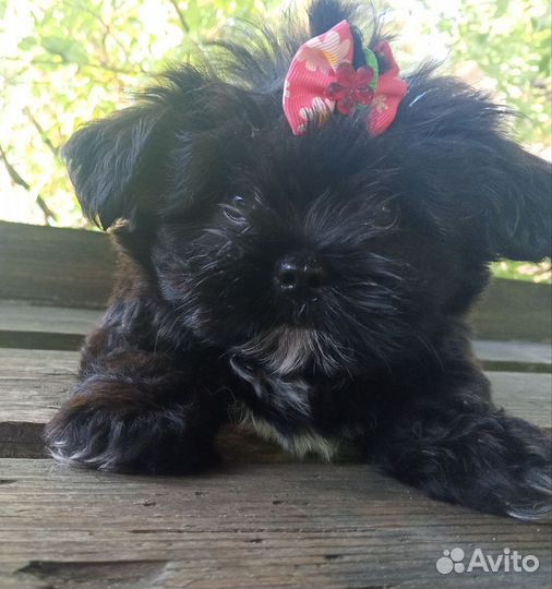 Шит-цу мальчик щенок
