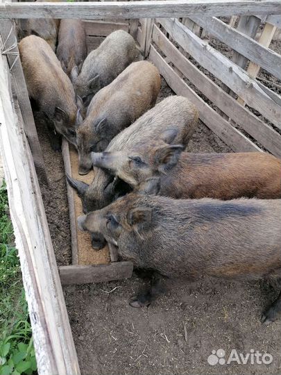 Тушенка, кабанятина, домашняя