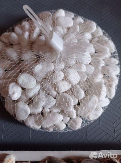 Морские ракушки