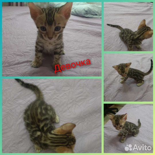Бенгальские котята