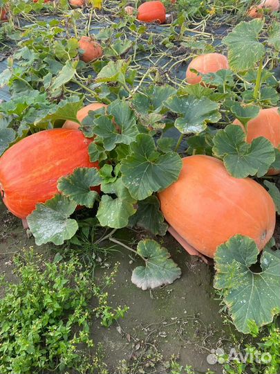 Продается тыква разных сортов