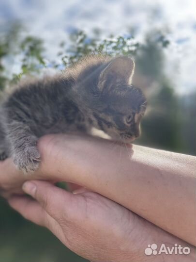 Котенок Вискас ищет хозяина