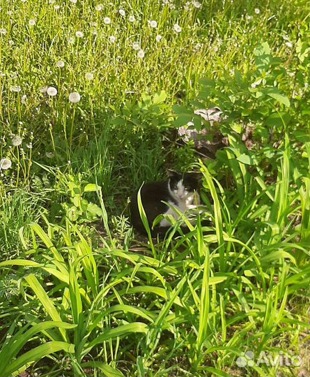 Кошки и коты в добрые руки