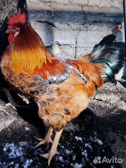 Петушки-красавчики