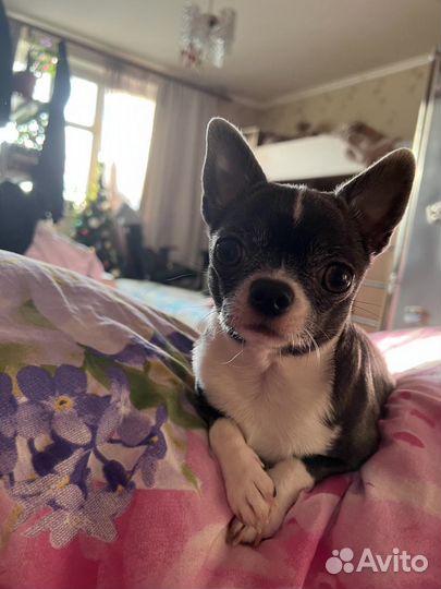 Вязка кобель чихуахуа