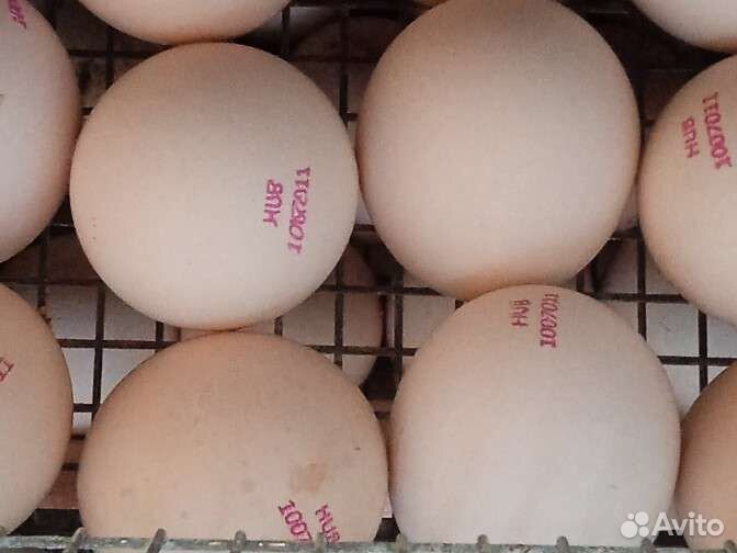 Бройлер импорт