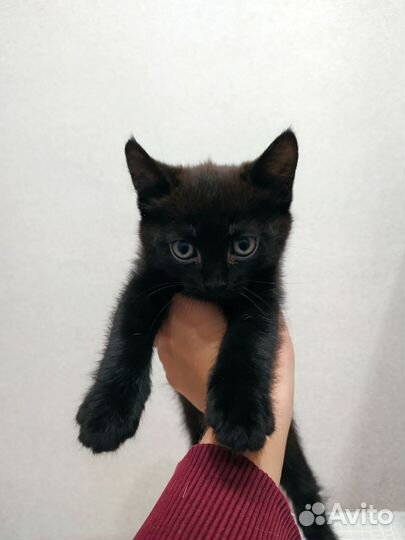 Британские котята