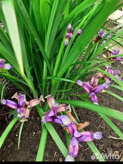 Садовые зимостойкие растения