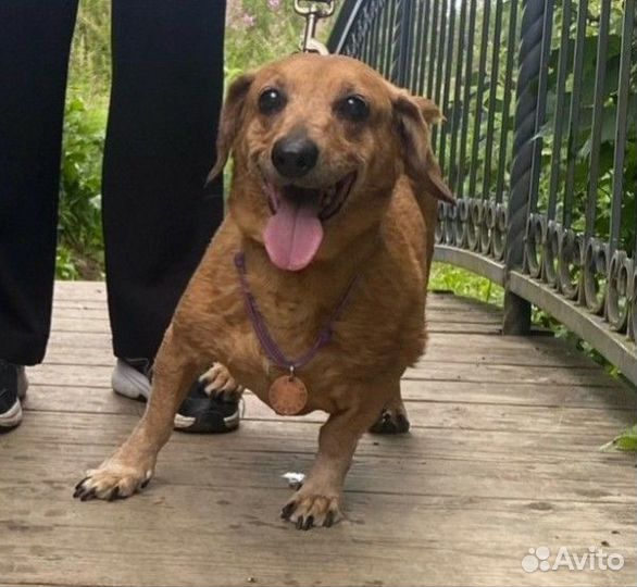 Такса в добрые руки