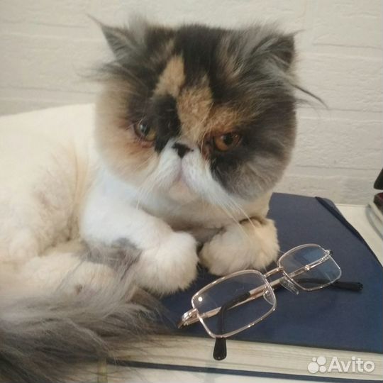 Стрижка кошек Кемерово