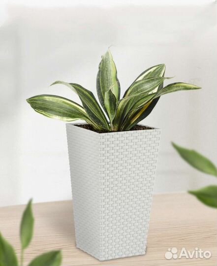 Кашпо для цветов