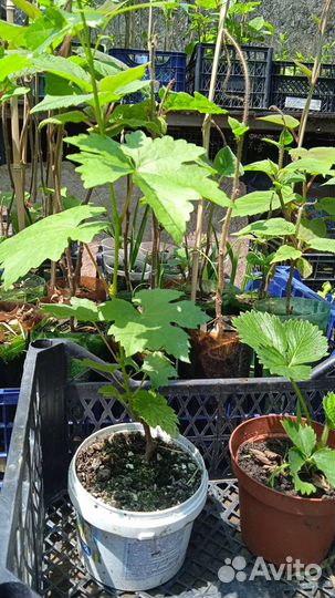 Саженцы гранат,бамбук,мушмула, фейхоа, мандарин