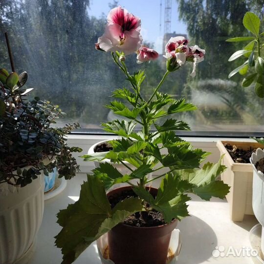 Королевская пеларгония