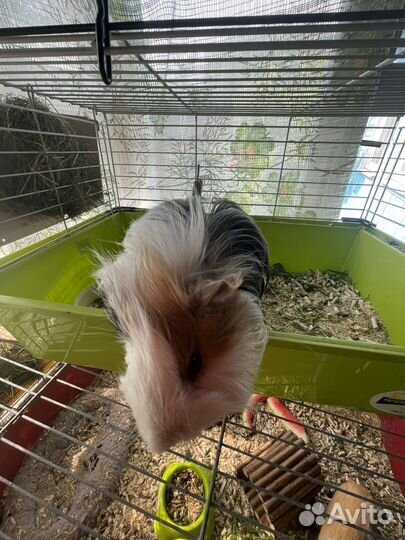 Морская свинка коронет