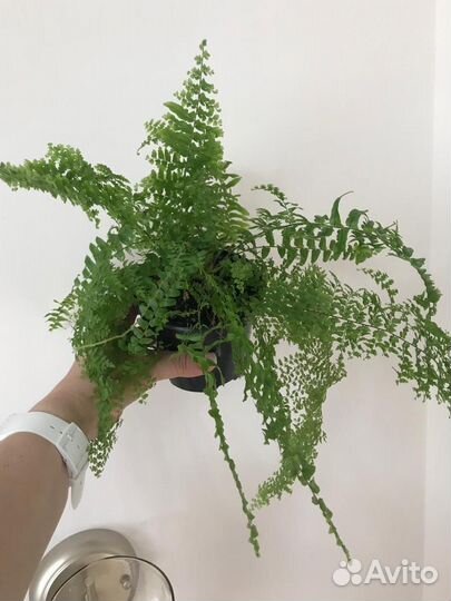 Папоротник(нефролепис), калатея Руфибарба