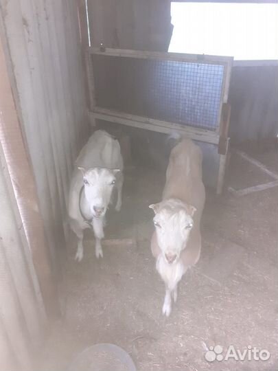 Продаю козу и козла породы Ламанча