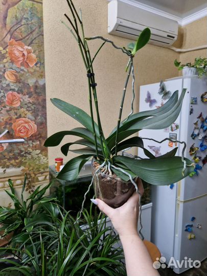 Фаленопсис