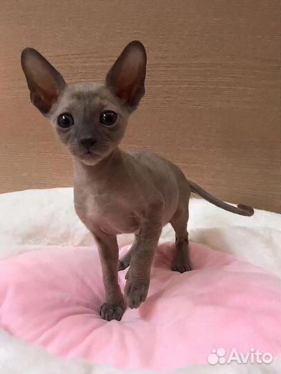 Корниш-рекс котята с Документами. Кошечки котики