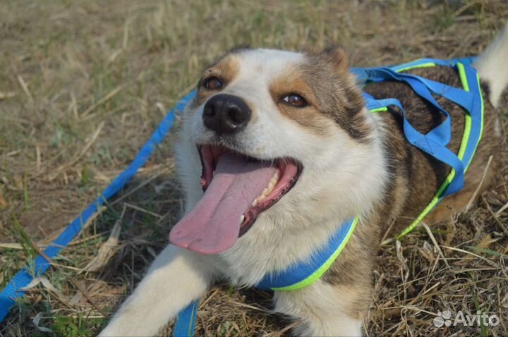 Красивая собака ищет дом