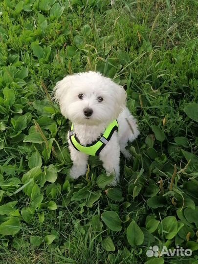 Щенки мальтипу