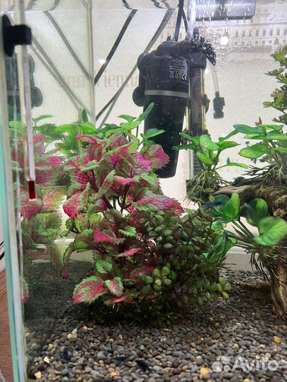 Нано аквариум