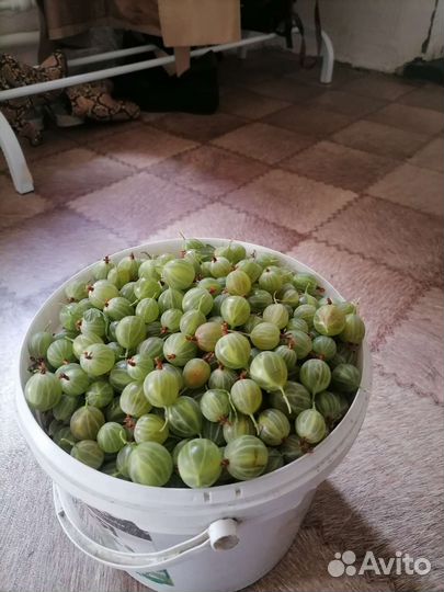 Крыжовник ягоды