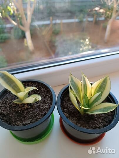 Сансевиерия сортовая Ханни