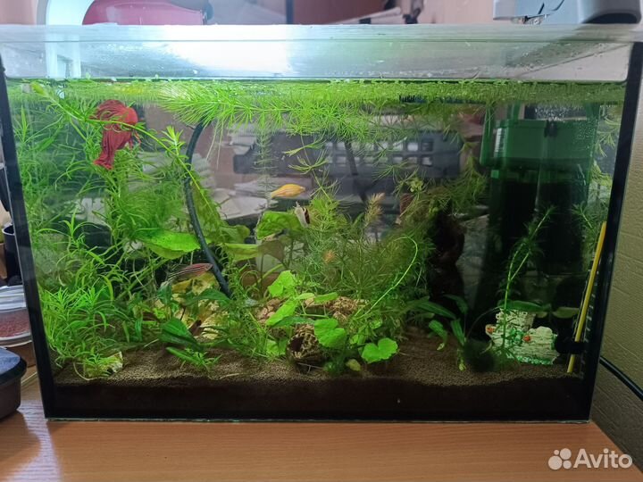 Аквариум 20 литров