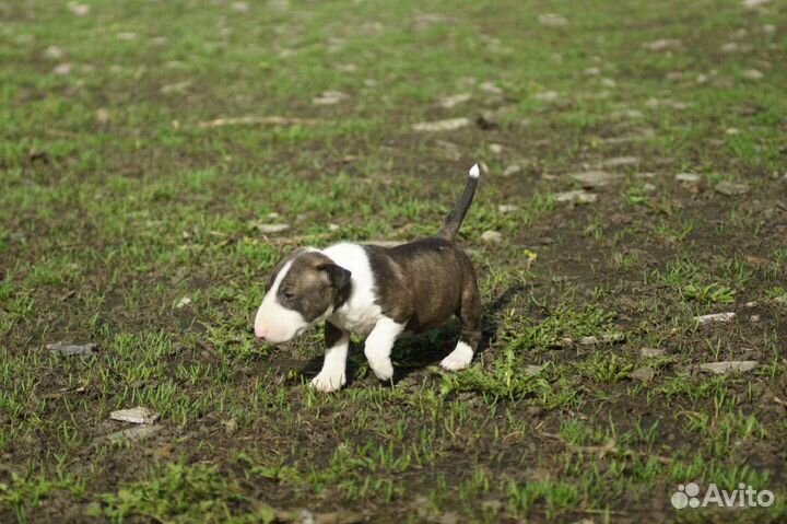 Миниатюрный бультерьер щенки