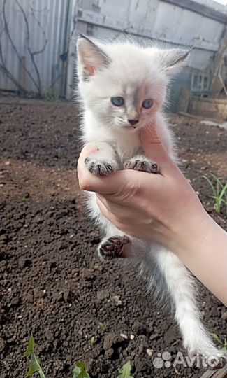 Отдам в хорошие руки котят