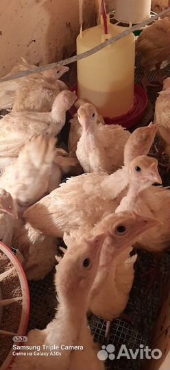 Индюшата хайбрид подрощенные