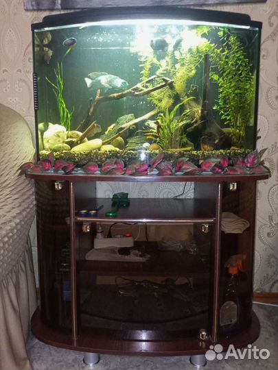 Аквариум