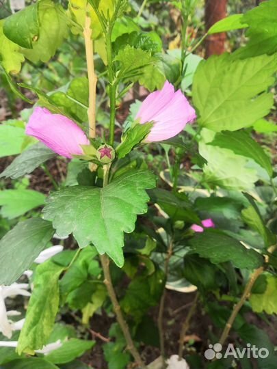 Гибискусы семена и саженцы
