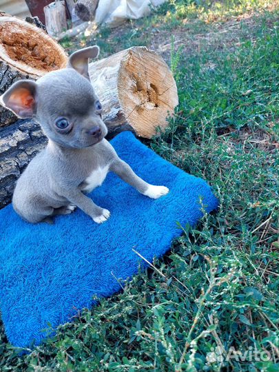 Миник лиловый