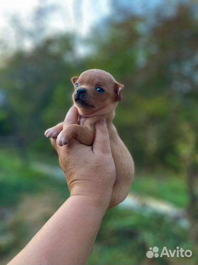 Мальчики и девочки чихуа
