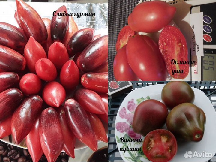 Семена коллекцион.сортов помидор от Леры Берц Ч.4