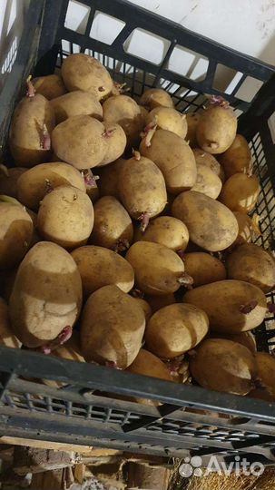 Семенной картофель