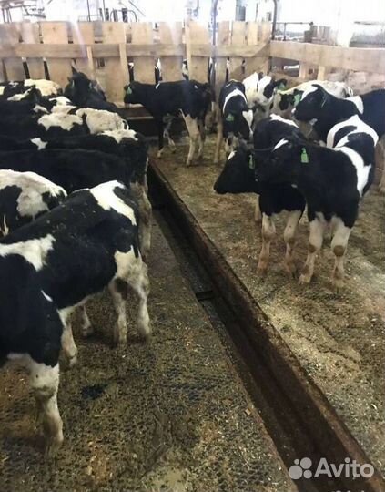 Телята бычки