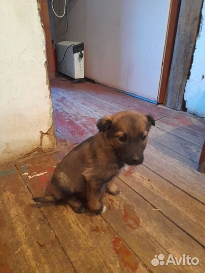 Собака в добрые руки отдам бесплатно